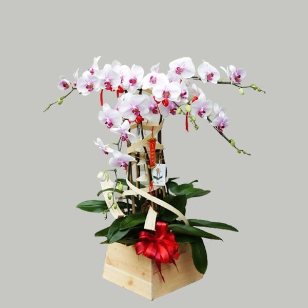 LAN HỒ ĐIỆP - MSP: 2123