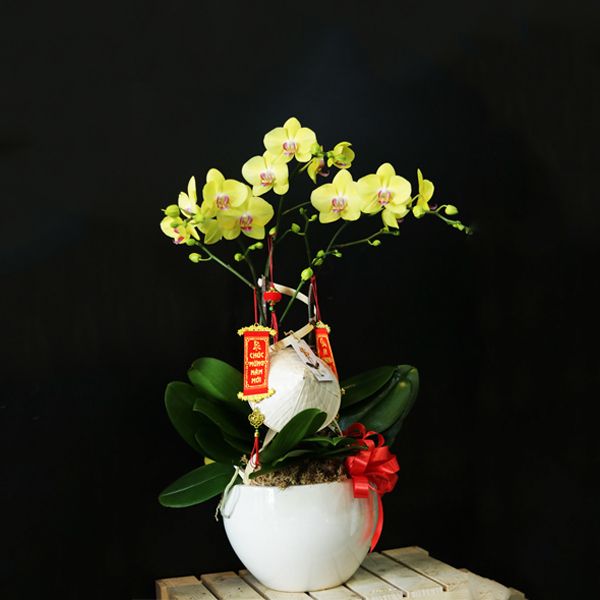 LAN HỒ ĐIỆP - MSP: 2125